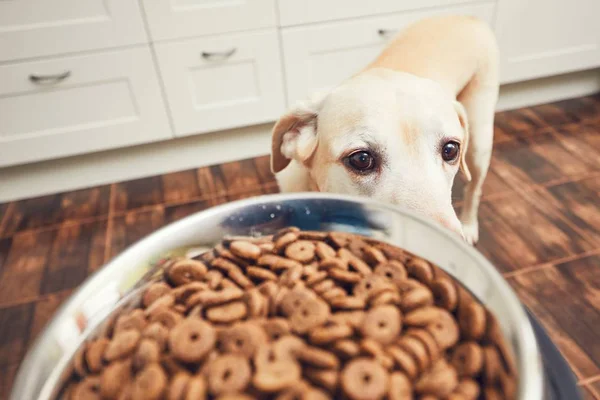 Utfodring av hungrig hund — Stockfoto