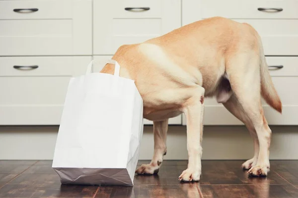 家庭の台所でいたずらな犬 — ストック写真