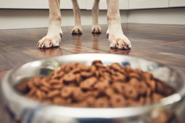 Krmení hladový pes — Stock fotografie