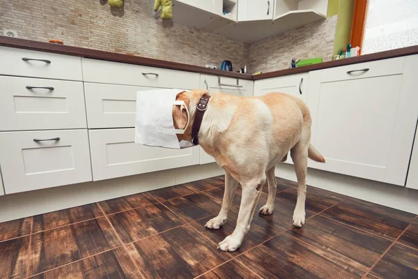 Cane cattivo nella cucina di casa — Foto Stock