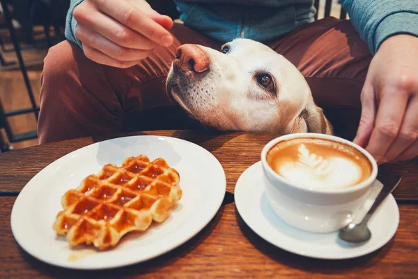 Dog Friendly Coffee Shops Chattanooga
