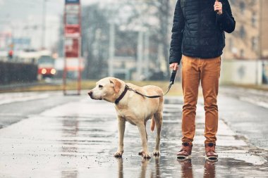 Yağmurda köpekli adam