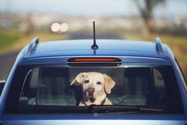 Köpekle seyahat