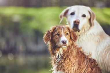 Yaz doğada iki dost köpekler
