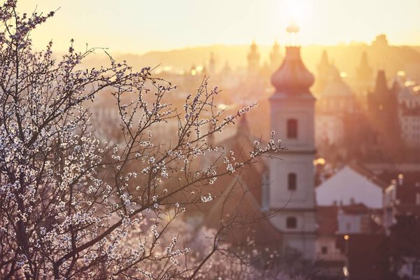 Spring in the city. Blooming trees against old town. Beautiful sunrise in Prague, Czech Republic