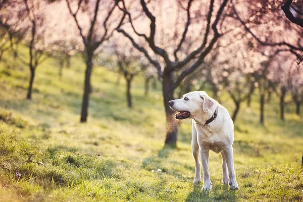 Perro en la naturaleza primavera — Foto de Stock