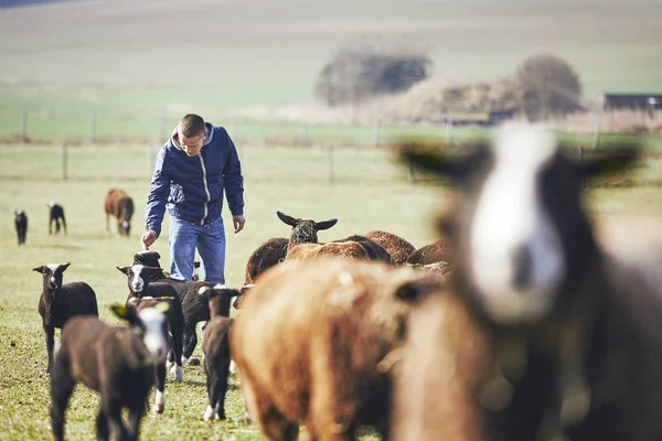 Sunny morning on the rural farm — Stock Photo, Image