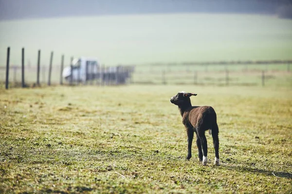 Lamb on the farm — Stock Photo, Image