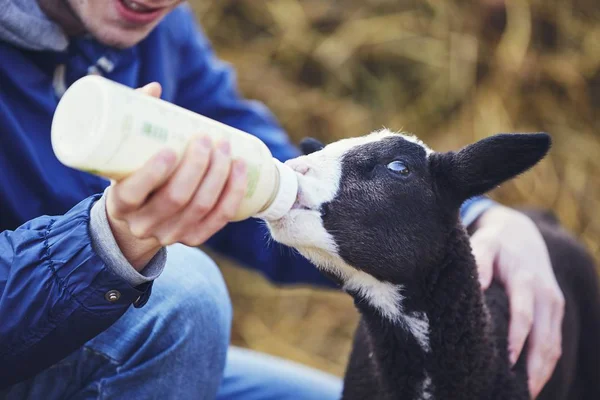 Feeding little lamb — Stock Photo, Image