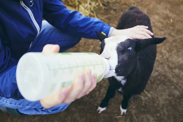 Feeding little lamb — Stock Photo, Image