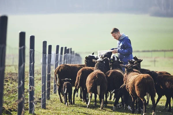 Sunny morning on the rural farm — Stock Photo, Image