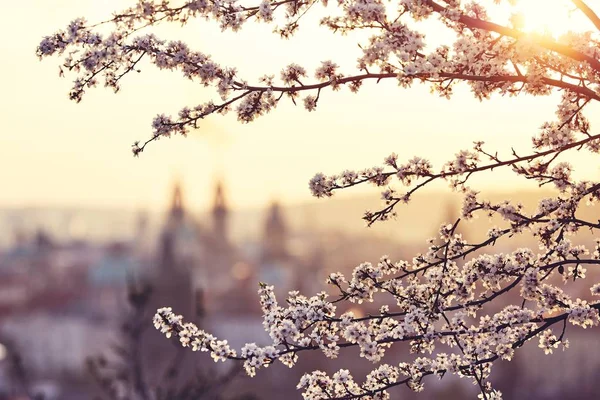 Şehirde İlkbahar — Stok fotoğraf