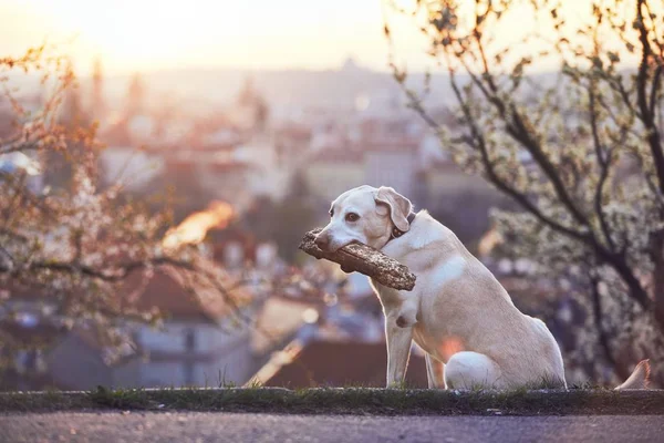 Dog is in spring nature — Stock Photo, Image