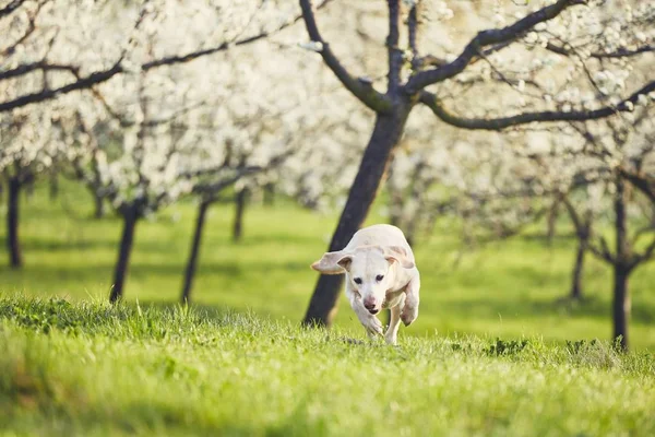 El perro está en la naturaleza de primavera — Foto de Stock