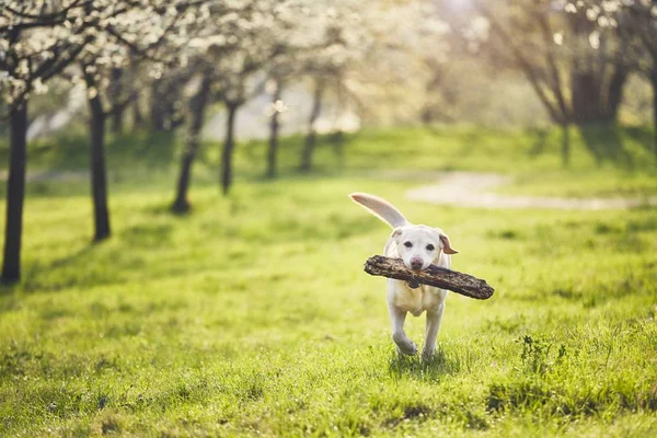 El perro está en la naturaleza de primavera — Foto de Stock