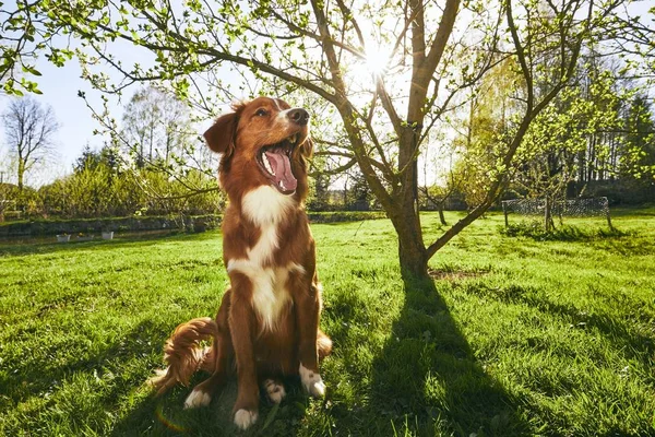 Собака отдыхает в саду — стоковое фото