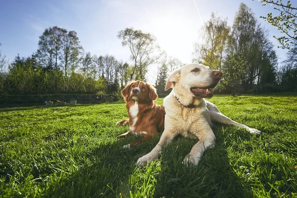 Dois cães amigáveis na natureza — Fotografia de Stock