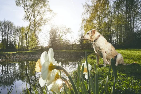 Labrador na natureza de primavera — Fotografia de Stock