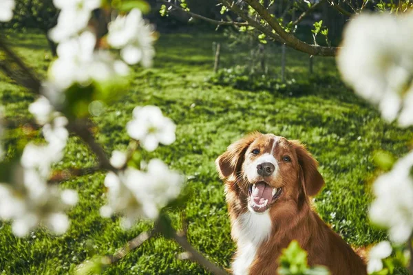 Hond rustend op de tuin — Stockfoto