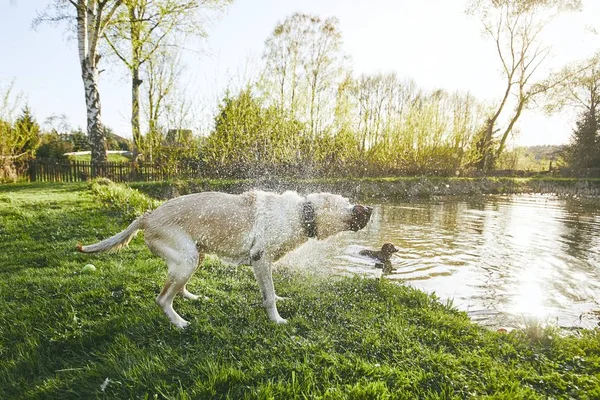 Dog shaking off water — Stock Photo, Image