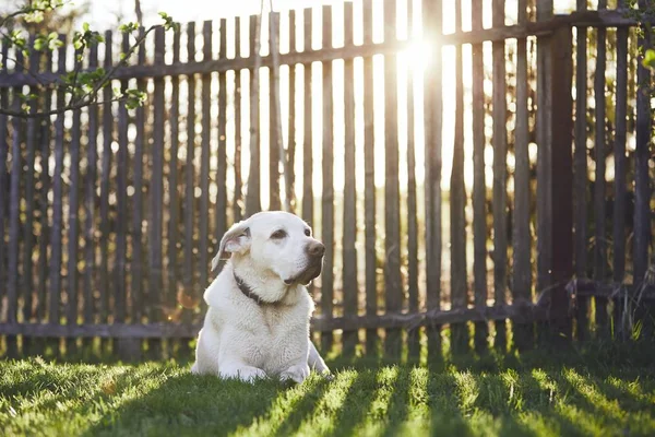 Cane in giardino al tramonto — Foto Stock