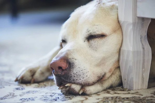Hunden sover på mattan — Stockfoto