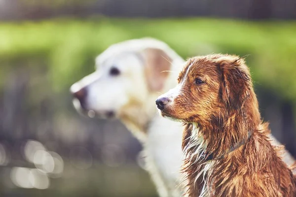 Dos perros amigables en la naturaleza de verano — Foto de Stock