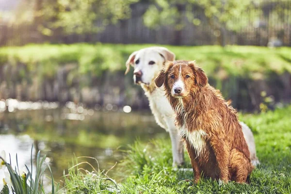 Két barátságos kutya nyári természet — Stock Fotó