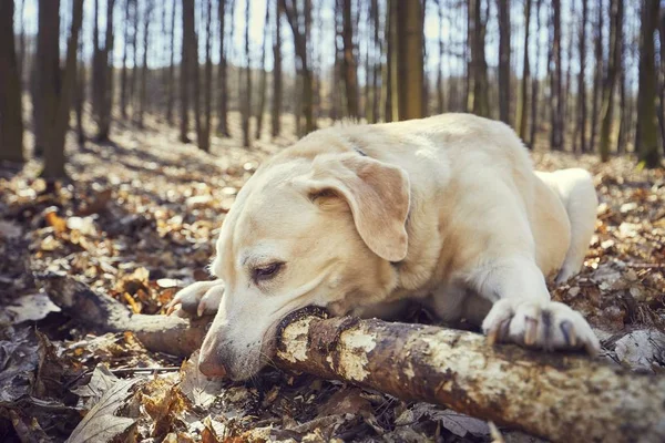 Speelse hond in het bos — Stockfoto