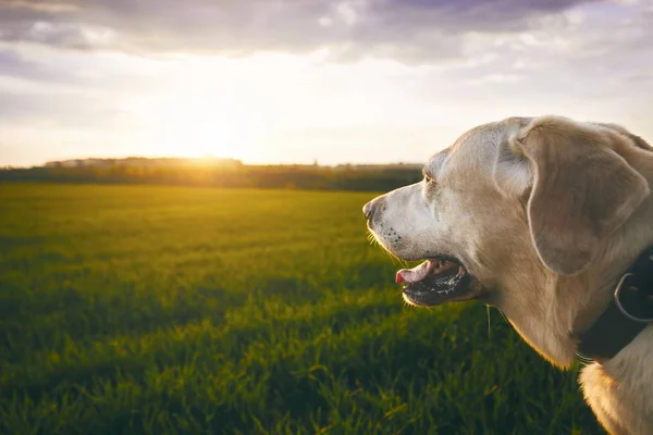 Gelukkige hond bij de zonsondergang — Stockfoto