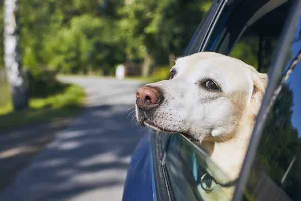 Собачье путешествие на машине — стоковое фото