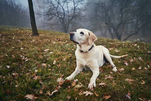 Cane carino nella natura autunnale — Foto Stock