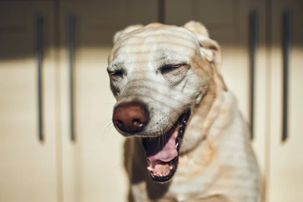 Porträtt av trött hund — Stockfoto