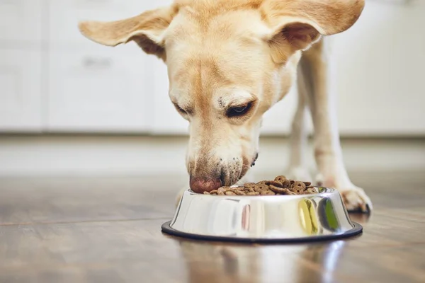 空腹の犬の餌 — ストック写真