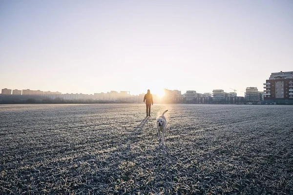 Mattina gelida con cane — Foto Stock