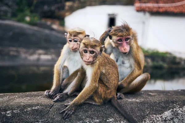 Grupp söta apor — Stockfoto