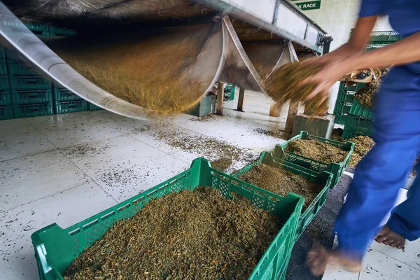 Production in tea factory — 스톡 사진