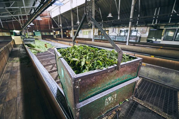 茶工場での生産 — ストック写真