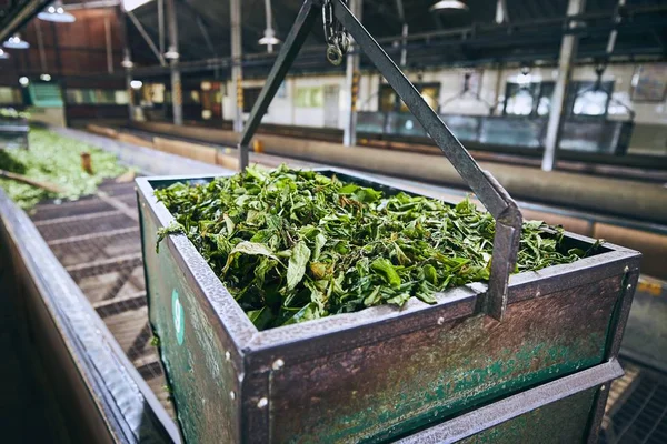 茶工場での生産 — ストック写真