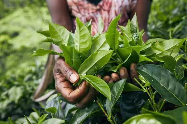 Harvest on tea plantation — Stock Photo, Image