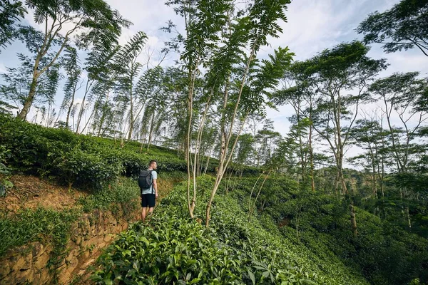 Viajero en plantación de té — Foto de Stock