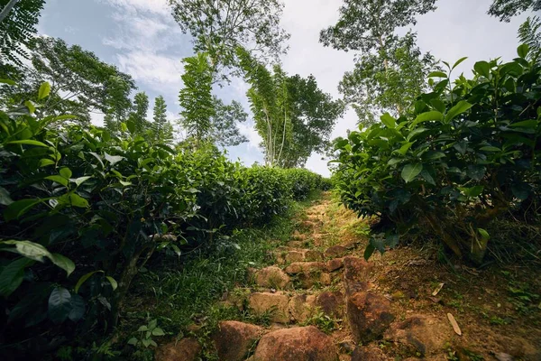 Sendero a través de plantación de té — Foto de Stock