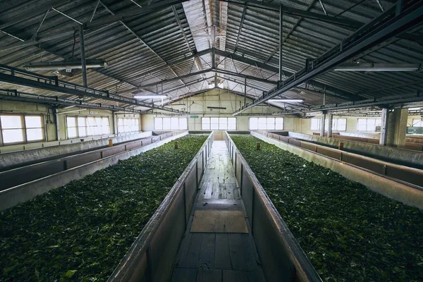 Producción en la fábrica de té — Foto de Stock