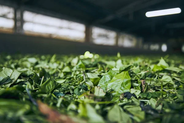 Producción en la fábrica de té — Foto de Stock