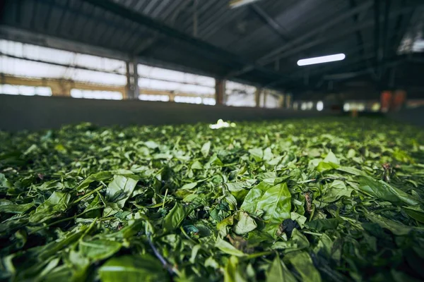 Producción en la fábrica de té — Foto de Stock