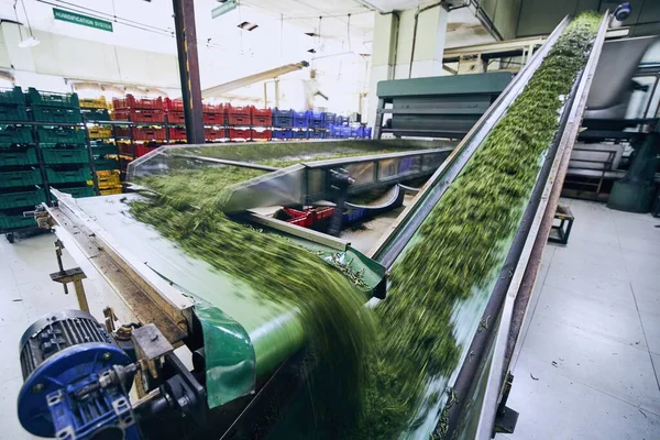 Produktion i tefabrik — Stockfoto