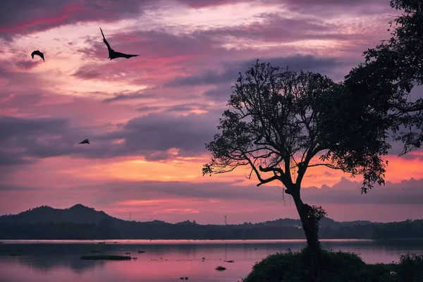 Renards volants au coucher du soleil lunaire — Photo