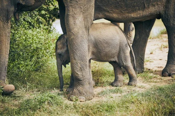 Wildlife elephants in Sri Lanka — Stock Photo, Image