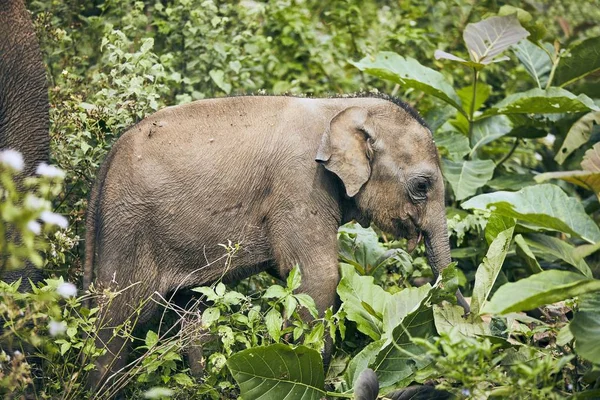 Wildlife elephant in Sri Lanka — Stock Photo, Image