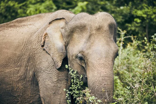 Wildlife elephant in Sri Lanka — Stock Photo, Image